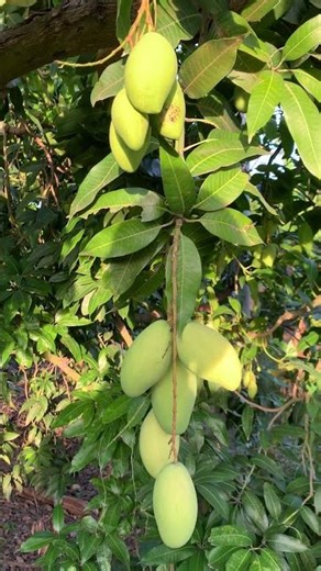 Hundreds of green mangoes growing on one tree #farm #harvest