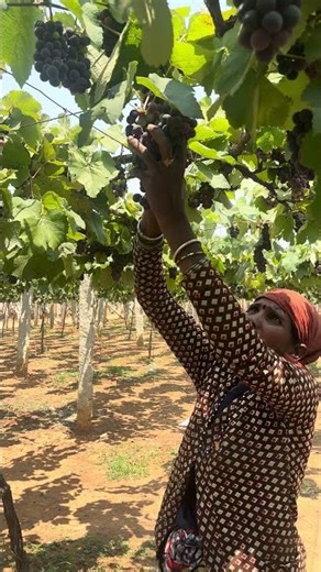 The Grape Harvest Festival – grapes harvesting
