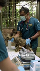 World Vet Day is coming up on 29th April. Do you have any burning questions that you've always wanted to ask our vets? It's time to Ask Mandai Anything! Let us know in the comments by 6pm, 17th April! #AskMandaiAnything #WorldVetDay2023 | Mandai Wildlife Reserve