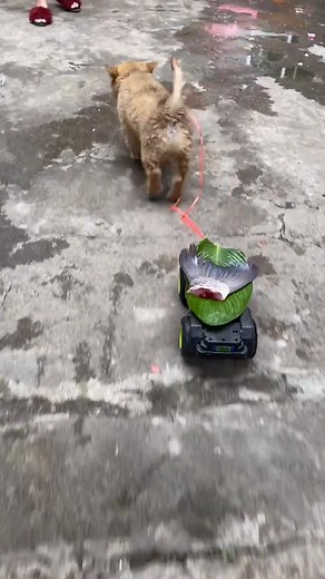 How to Cook a Fresh Fish: Step-by-Step Preparation