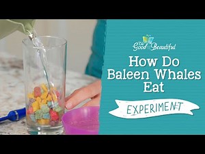How Do Baleen Whales Eat Experiment | Marine Biology | The Good and the Beautiful