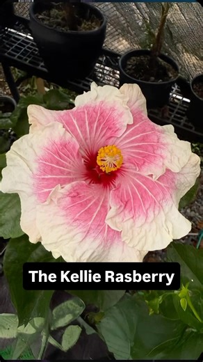 KiddNation on Instagram: "The Kellie Rasberry!!! 🌸 @kellierasberry"