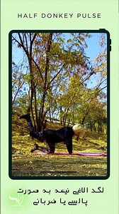 half donkey pulse لگد الاغی نیمه به صورت ضربانی یا پالسی