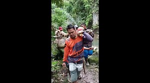 LONGER VERSION: Indonesian men catch 23-foot python suspected of killing villagers
