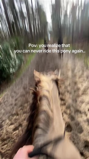 Ich würde so gerne wissen wo du bist mein liebster eseli.. #fy #ehemaligesjunkernbeelpony #junkernbeel #liebling #safeplace #emsland