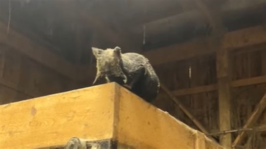 Black Cat Shows Off Purrfectly-Themed Halloween Costume