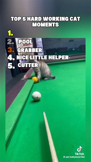 Don’t scroll — this cat’s work ethic will outshine yours 😤🐾 stay till the end!