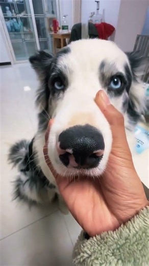 Could you help me check if the mulberries I just bought have grown mold#One picture proves