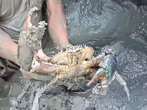 Amazing Crabbing Skill - found a monster CRAB in mangrove Delicious 😱🦀 | Fishing TV