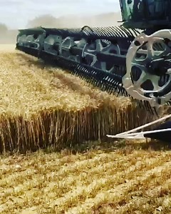 Just a MacDon FD241 doing MacDon FD241 things… this video shows the heads first feeding you get with these machines which in turn increases your combined capacity and efficiency! #macdoncutsit #harvest #farming #harvest2021 #macdon #flexy | Collings Brothers ltd