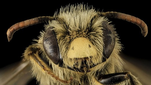 Move over, honeybees—America's 4,000 native bees need a day in the sun