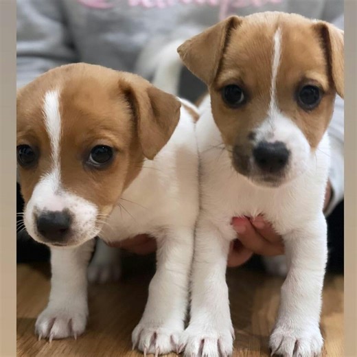 Jack Russell puppies near me