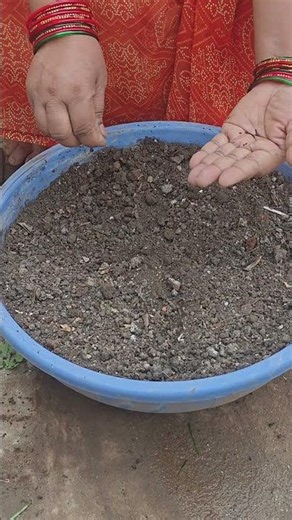 Let’s Grow Salvia! 🌱✨