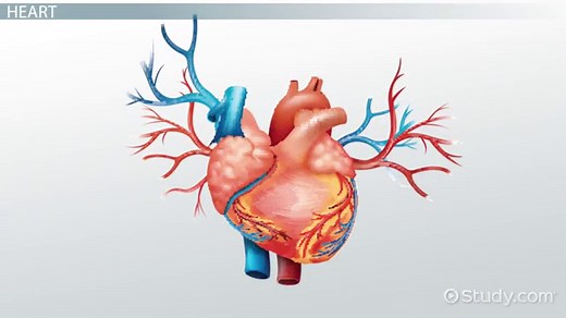 Parts of the Circulatory System: Lesson for Kids