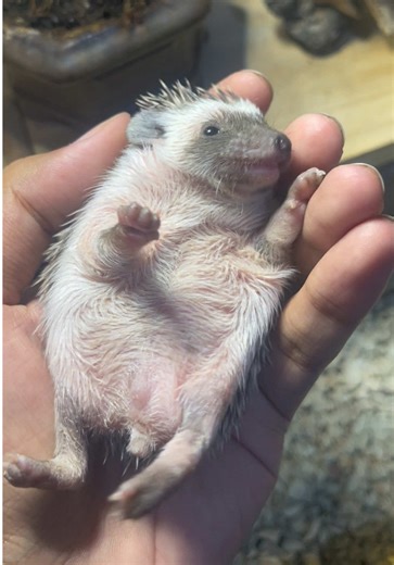 Meet Eve: The Beautiful Hedgehog with a Gorgeous Mask