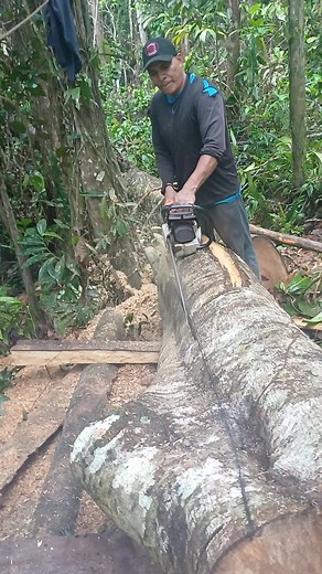 Chainsaw Wood Cutting Techniques in Forest Setting