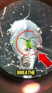 Top 5 Animals That Can Live WITHOUT Oxygen 😱🧬 #shorts #facts #animals