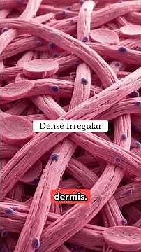 “Connective Tissue: The Body’s Structural Framework, Support System, and Transport Network”