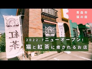 ニューオープン！猫と紅茶に癒されるカフェ【青森市】猫の庭