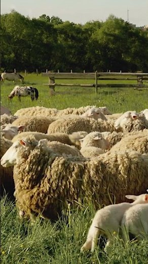 Background Calm: Peaceful Farm Animals | Gentle Background Visuals #farm #sheep #farmlife