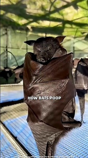 How Bats Actually Poop