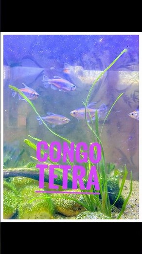 Congo Tetras: Living Rainbows for Your Tank! #short #aquarium