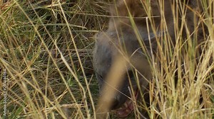 Interaction between a hyena and African wild dog pups, curious pups approach the hyena as it viciously bares its teeth and snarls at the pups.