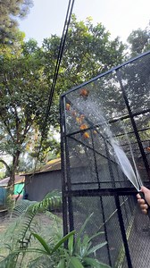 63K views · 1.8K reactions | এরকম বৃষ্টি বানিয়ে দিলে অনেক আনন্দ পায় ওরা #rain #birds #shower | Bird's Valley | Facebook