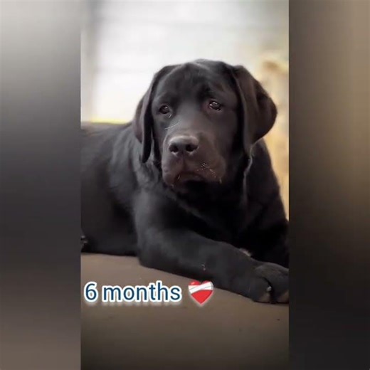 one month vs one year old labrador