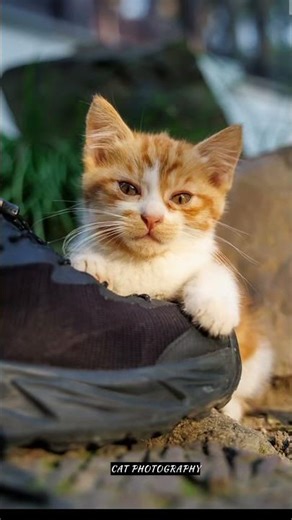 Sleepy eyes! Sleepy eyes! Always sleepy! 🤭🤭 | CAT Photography | street photography