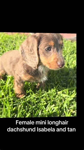 Meet Isabela, the Adorable Mini Longhair Dachshund