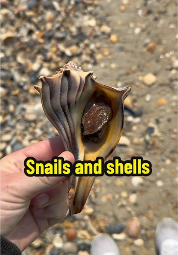 Exploring Snails and Shells on Atlantic Beach