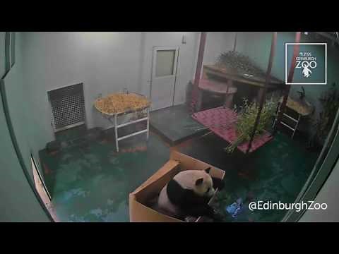 Yang Guang vs Box - RZSS Edinburgh Zoo