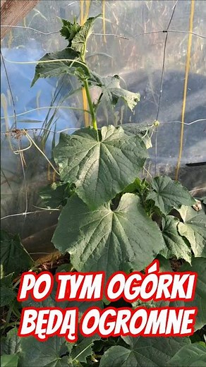 Najlepszy nawóz pod ogórki
