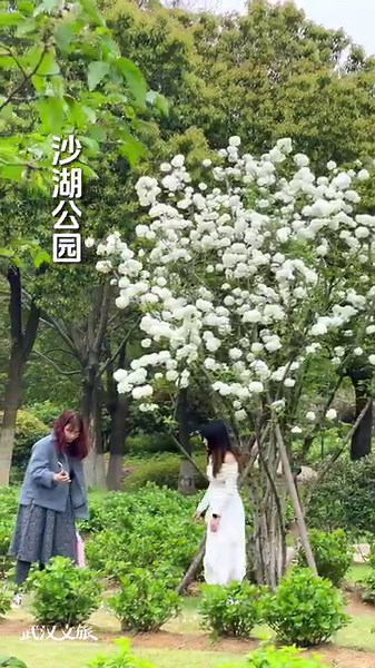 20K views · 117 reactions | In April, Wuhan's parks are filled with blooming hydrangeas in the embrace of spring, expressing nostalgia years and gratitude for life! | Visit Wuhan | Facebook