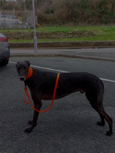Practicing to stack and hold - not the best stack, front legs need to come back a little bit but it was almost a free stack in 40mph wind on uneven concrete which he hates 🤣 #fyp #greyhound #dogtraining #foru #foryoupage