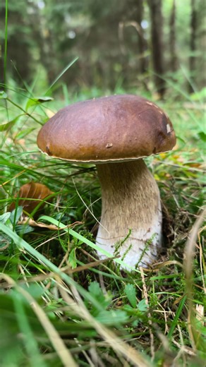 Huby 2025 #grzyby #mushroom #huby #fungi #houby