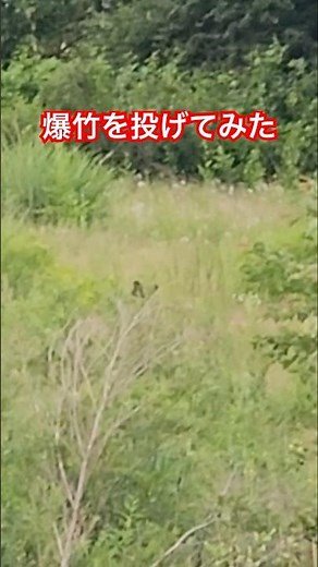 Encountered a bear! We tried setting off firecrackers to see what would happen! Campsite in Nagan...