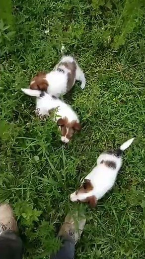 Sheltie puppies