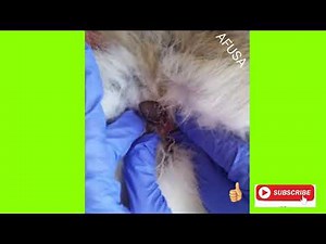 VERY GROSS bot fly botfly larva, extraction on cats with relaxing music Sleep