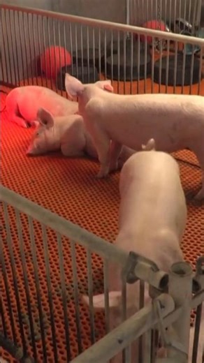 Bukan Babi Biasa! #DonorOrgan #babi #shorts