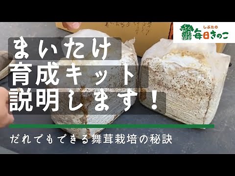【商品説明】まいたけ育成キットの植え方を説明します！【しぶたの毎日きのこ】北海道厚沢部町
