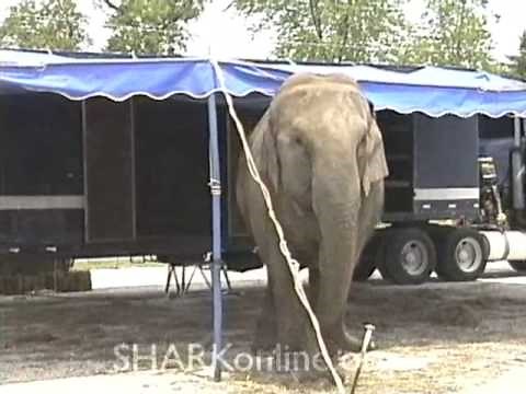 Cruelty to Circus Elephants