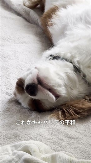へそ天で無防備すぎるキャバリア、発見 #キャバリア #cavalier