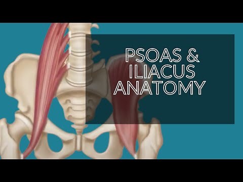 Anatomy Series - Psoas & Iliacus (Iliopsoas - Hip Flexors)