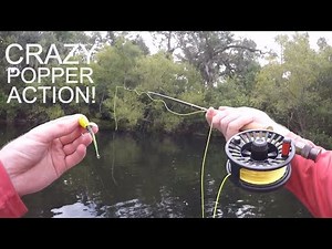TOPWATER Fly Fishing for Bass with POPPERS!!!
