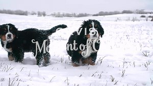19K views · 1.9K reactions | Bernese mountain dogs are named for the...