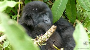 During the day, gorillas spend much of their time eating. Gorillas have almost entirely herbivorous diets, and it can be quite time-consuming to eat plants. It's a good thing that they love to eat! 🌱 In this video, watch 5-year-old Bisoke feed on Carduus. 📹 Video: James Munyawera | Dian Fossey Gorilla Fund