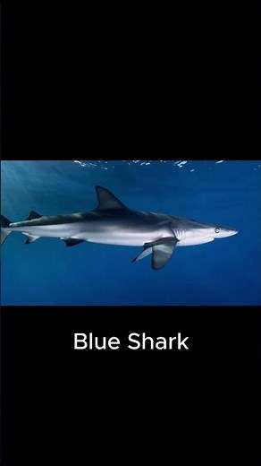 Blue Shark