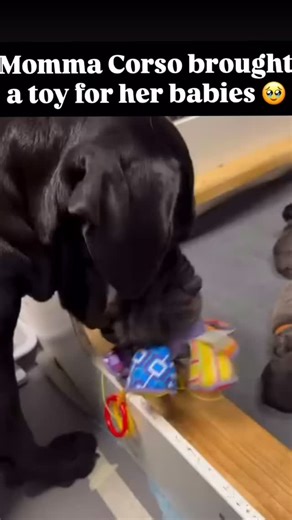 Cane Corso | That’s the cutest thing I’ve seen today 🥹🥰 • • • Credits @aquacanine_ ❤️Shop now corsoplanet.com (link in bio) and get the coolest Corso... | Instagram